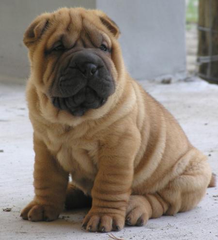 le shar pei