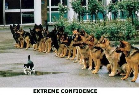 chat courageux